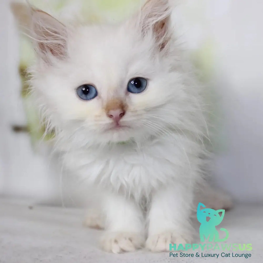 Orion Siberian male red tabby pointed - live animals