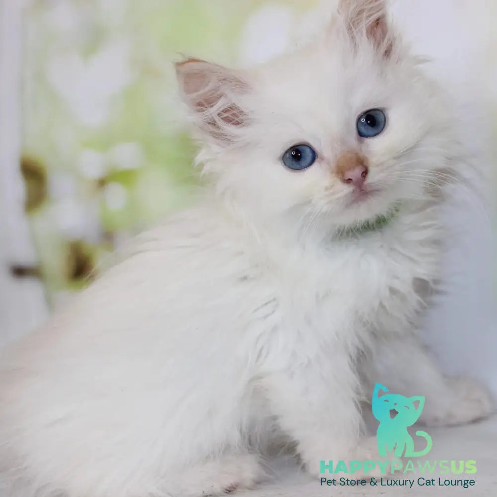 Orion Siberian male red tabby pointed - live animals