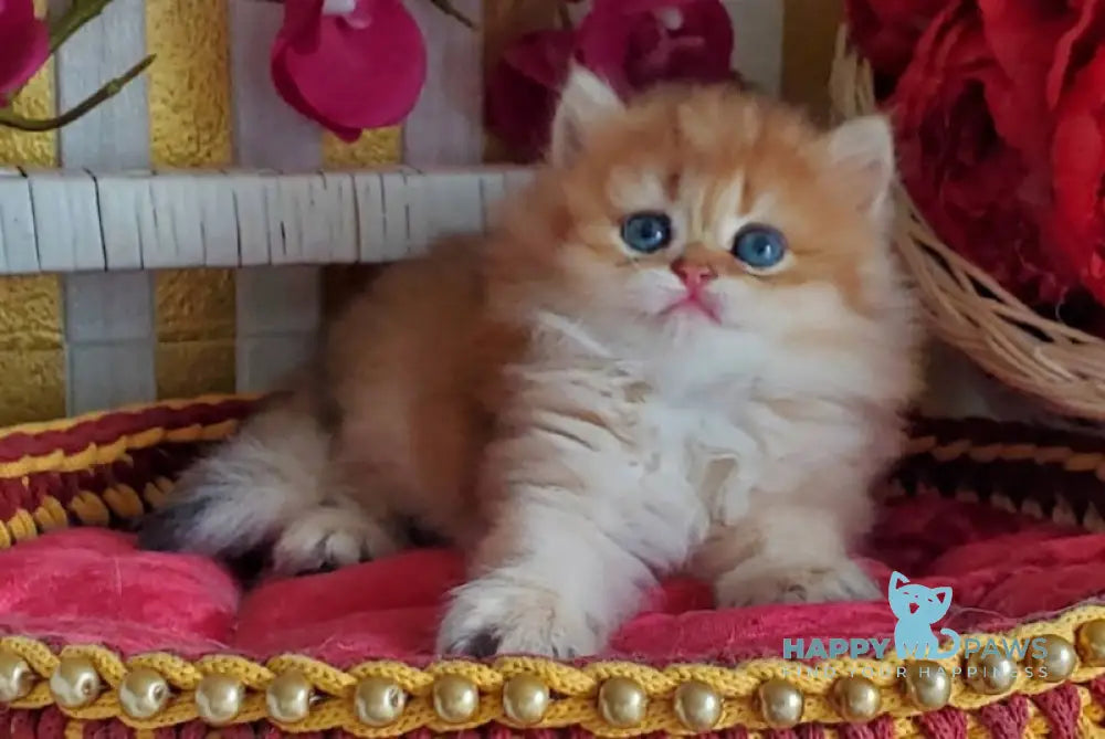Orlando British Longhair male black golden shaded live animals