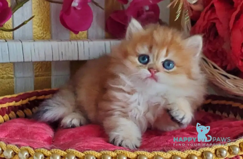 Orlando British Longhair male black golden shaded live animals