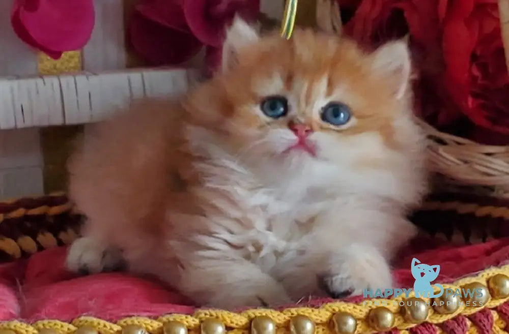 Orlando British Longhair male black golden shaded live animals
