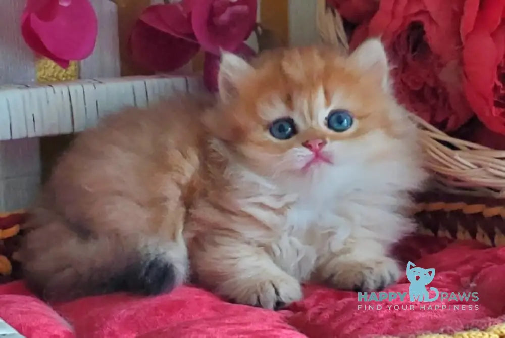 Orlando British Longhair male black golden shaded live animals