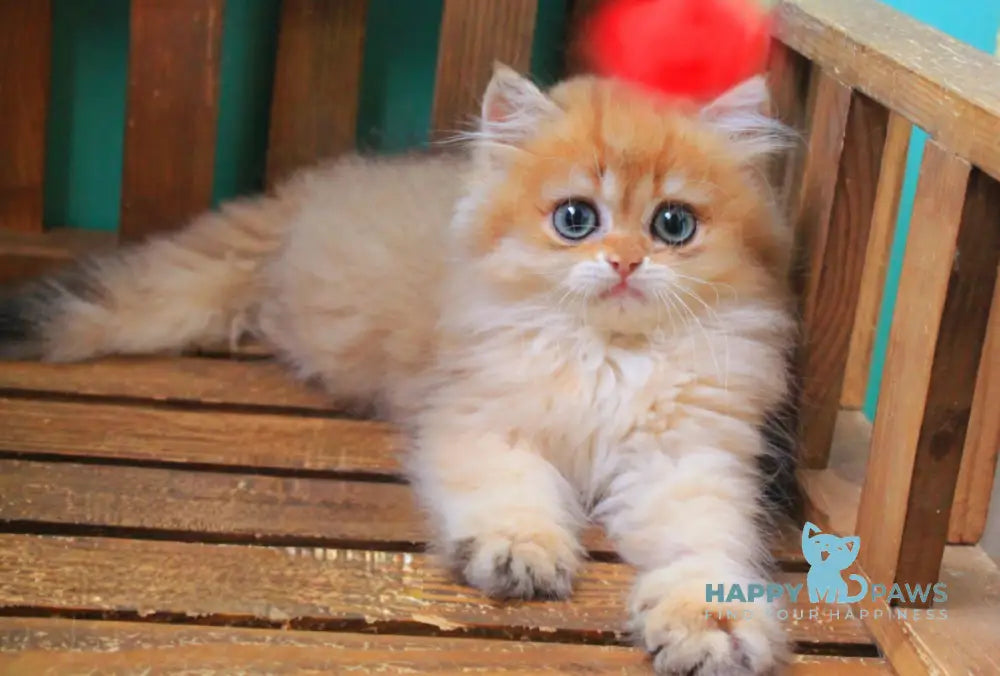 Orlando British Longhair male black golden shaded live animals