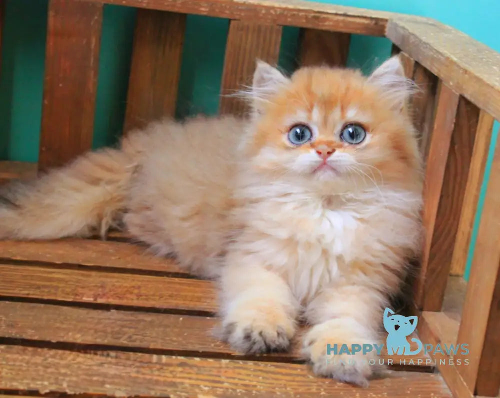 Orlando British Longhair male black golden shaded live animals
