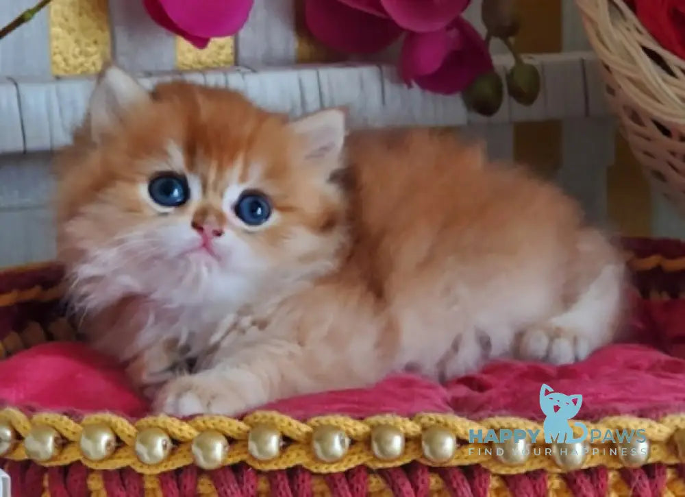Orlando British Longhair male black golden shaded live animals