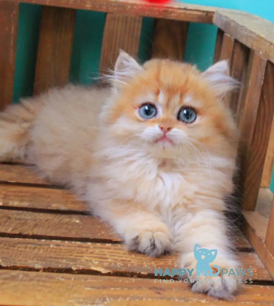 Orlando British Longhair male black golden shaded live animals