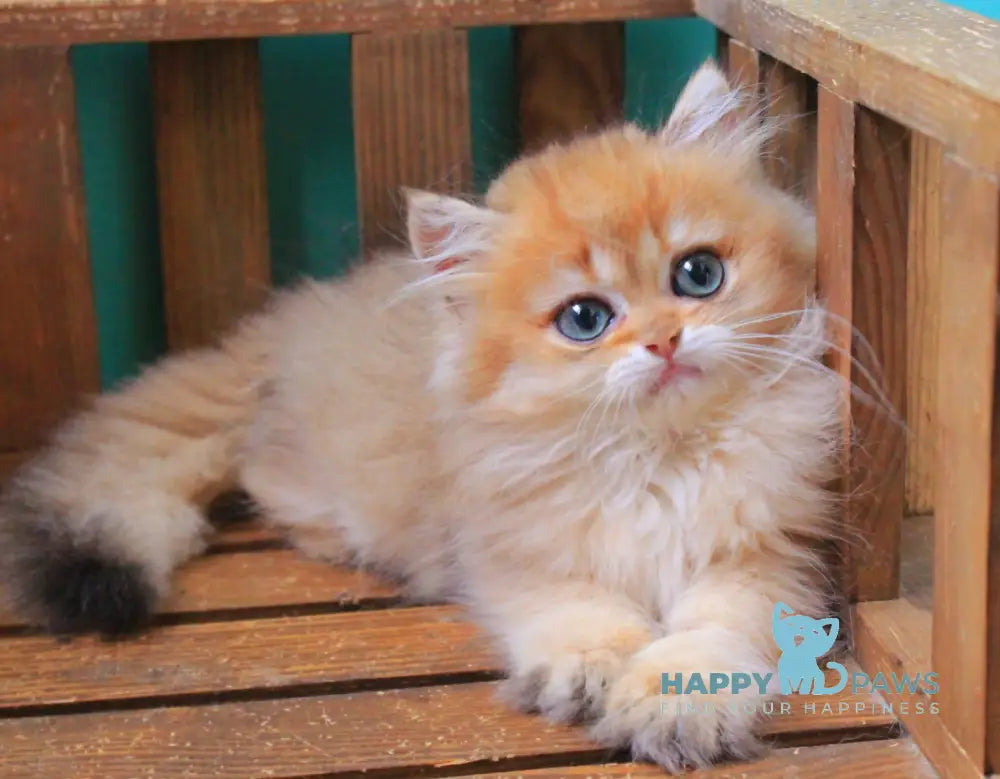 Orlando British Longhair male black golden shaded live animals