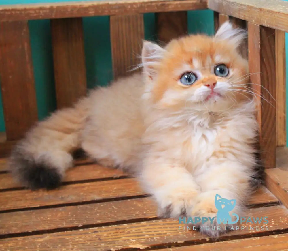 Orlando British Longhair male black golden shaded live animals