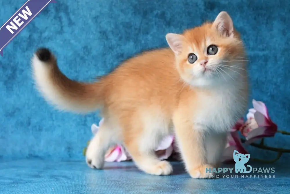 Orlando British Shorthair male black golden chinchilla live animals