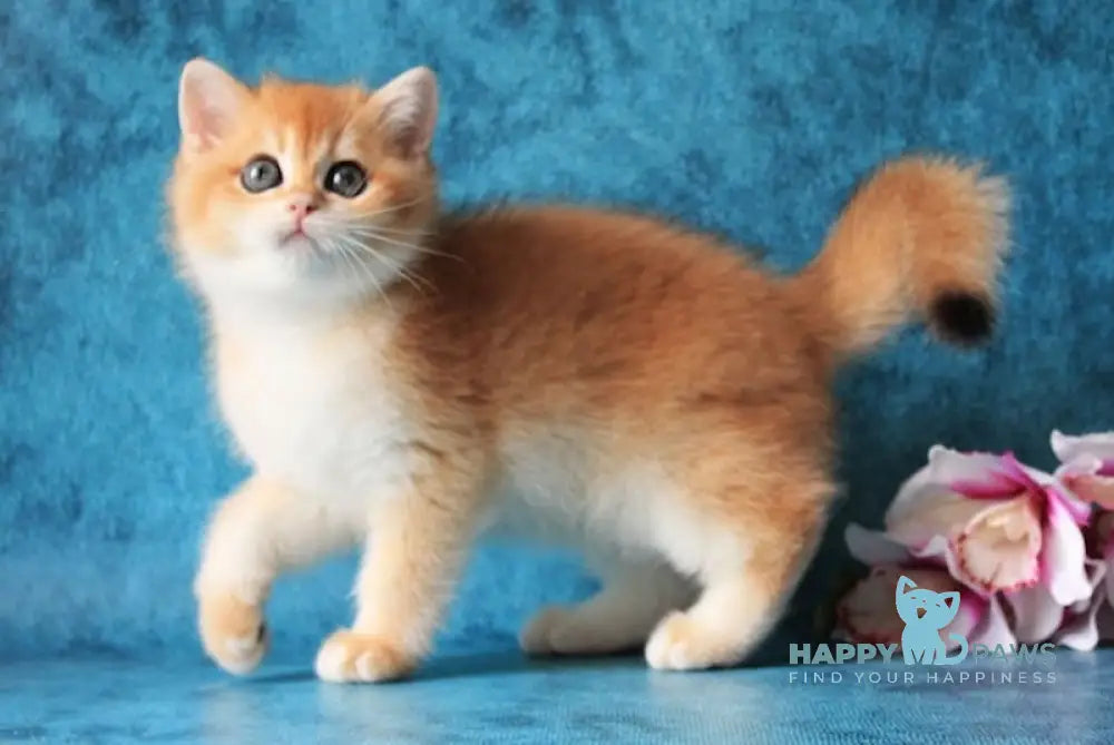 Orlando British Shorthair male black golden chinchilla live animals