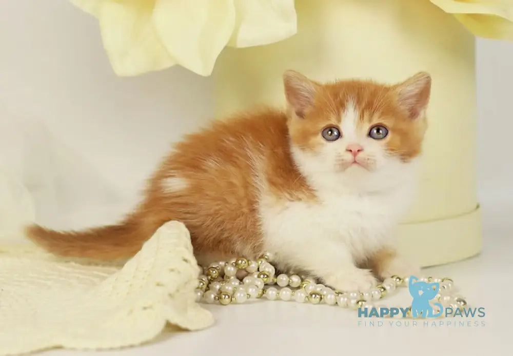 Orlando British Shorthair male red bicolour live animals
