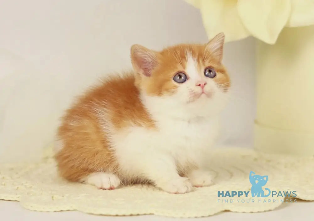 Orlando British Shorthair male red bicolour live animals