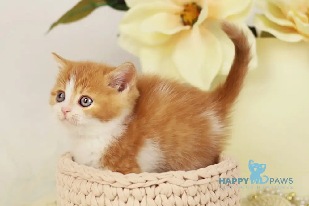 Orlando British Shorthair male red bicolour live animals