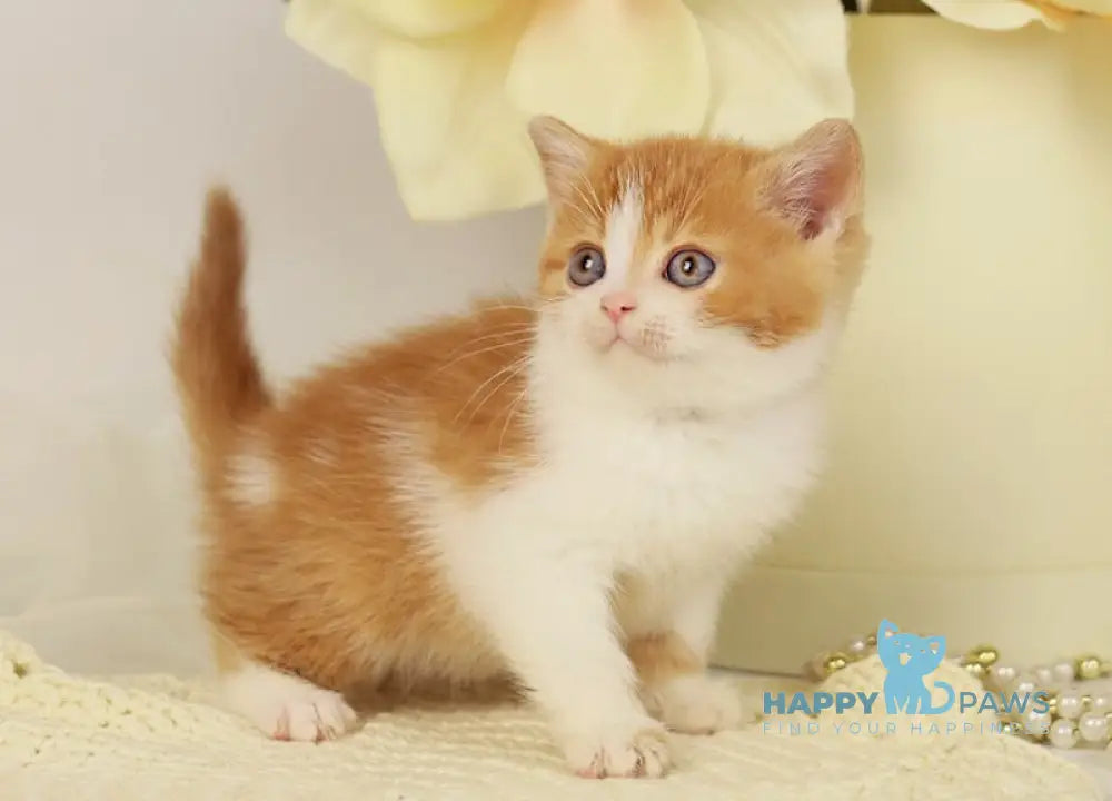 Orlando British Shorthair male red bicolour live animals