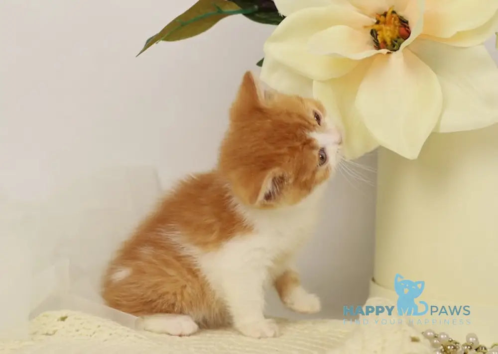 Orlando British Shorthair male red bicolour live animals