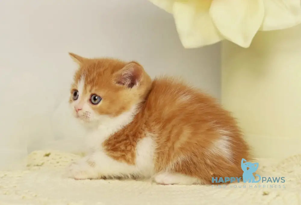 Orlando British Shorthair male red bicolour live animals
