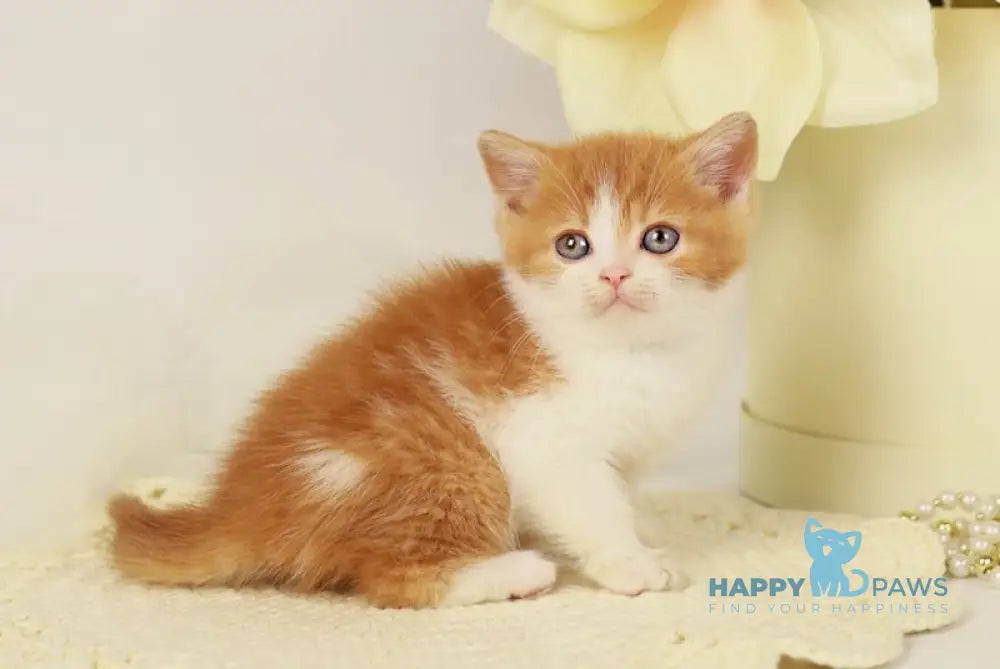 Orlando British Shorthair male red bicolour live animals