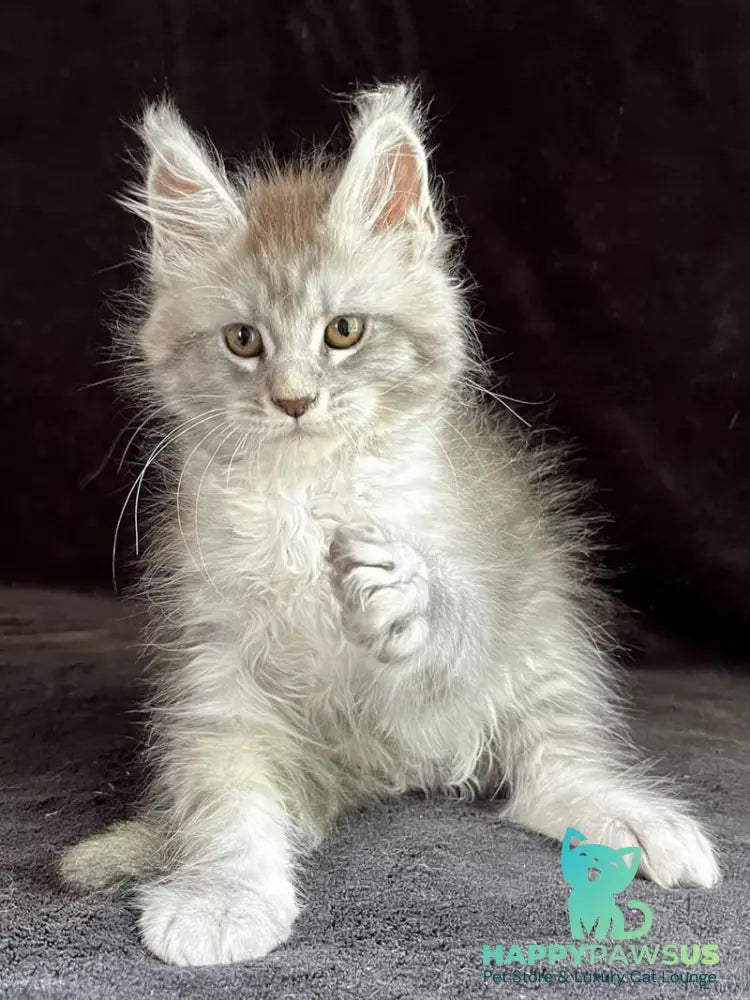 Orlando Maine Coon male black silver spotted tabby - live animals