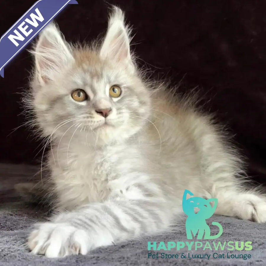 Orlando Maine Coon male black silver spotted tabby - live animals