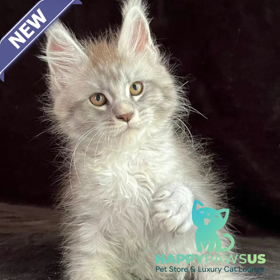Orlando Maine Coon male black silver spotted tabby - live animals