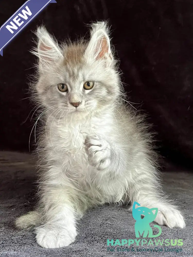 Orlando Maine Coon male black silver spotted tabby - live animals