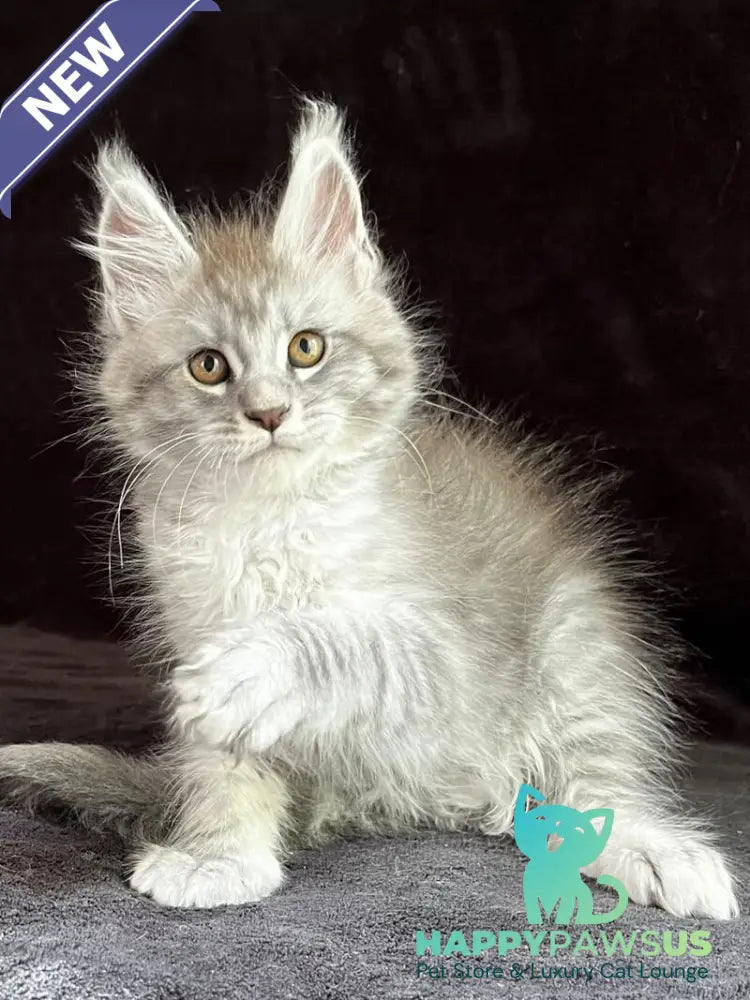Orlando Maine Coon male black silver spotted tabby - live animals