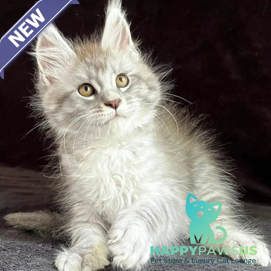 Orlando Maine Coon male black silver spotted tabby - live animals