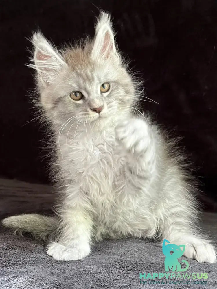 Orlando Maine Coon male black silver spotted tabby - live animals