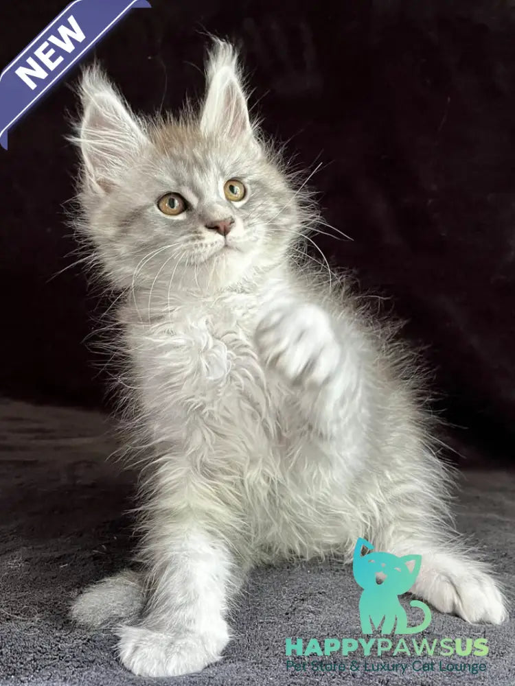 Orlando Maine Coon male black silver spotted tabby - live animals