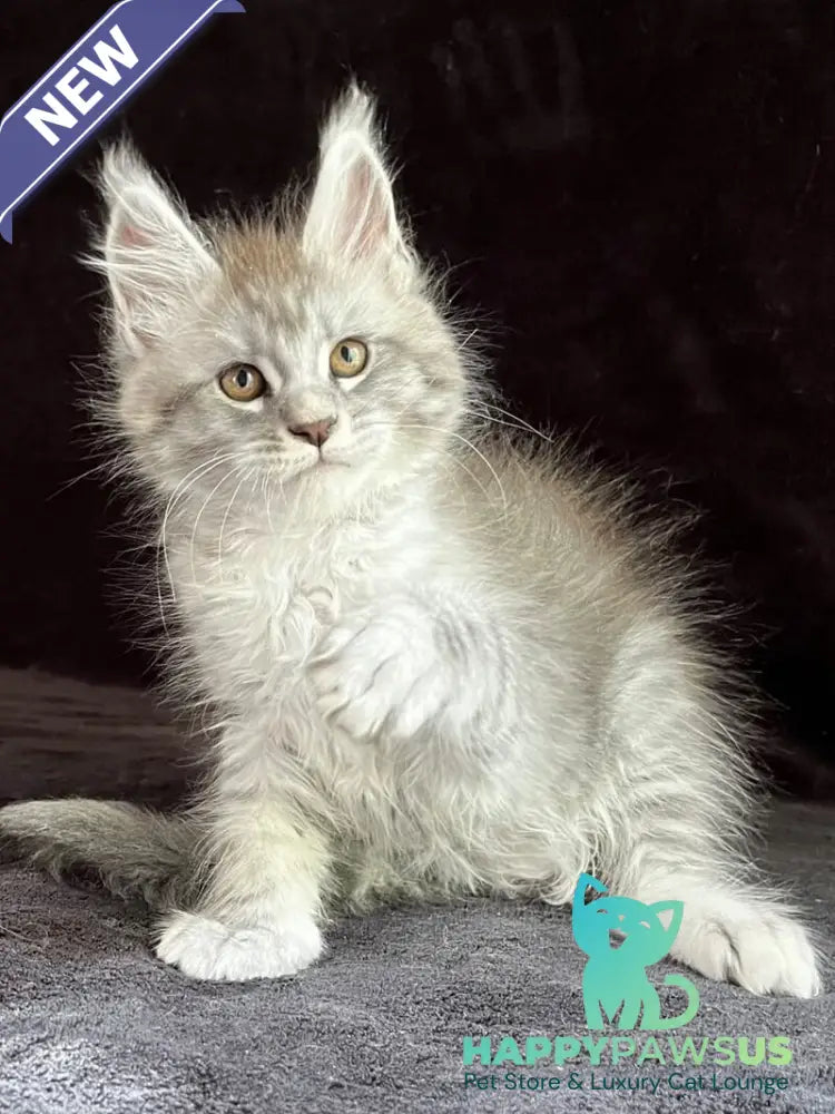 Orlando Maine Coon male black silver spotted tabby - live animals