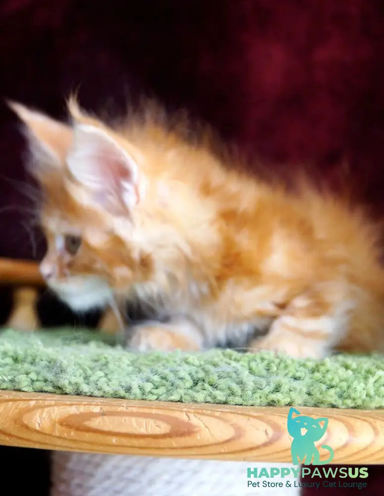 Orlenok Maine Coon male red silver tabby - live animals