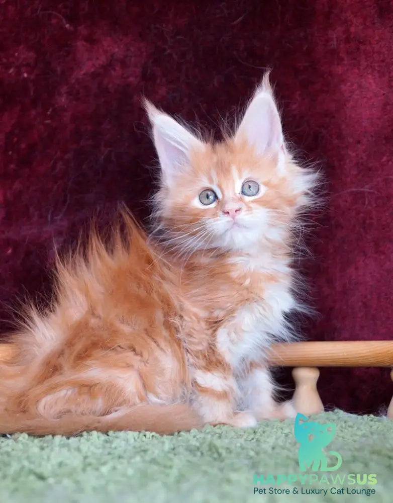 Orlenok Maine Coon male red silver tabby - live animals