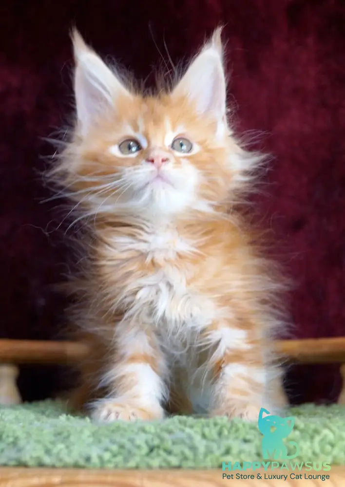 Orlenok Maine Coon male red silver tabby - live animals