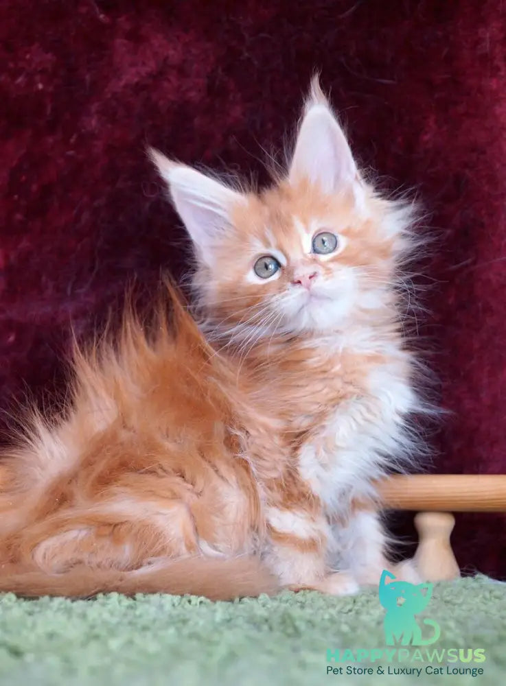 Orlenok Maine Coon male red silver tabby - live animals