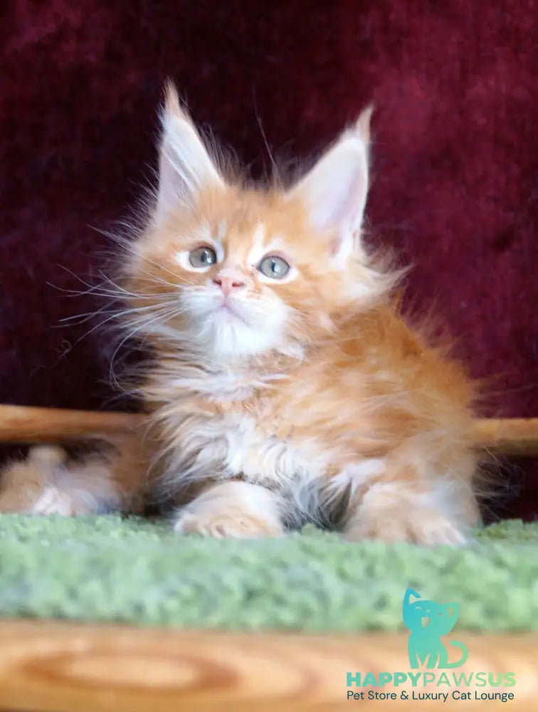 Orlenok Maine Coon male red silver tabby - live animals