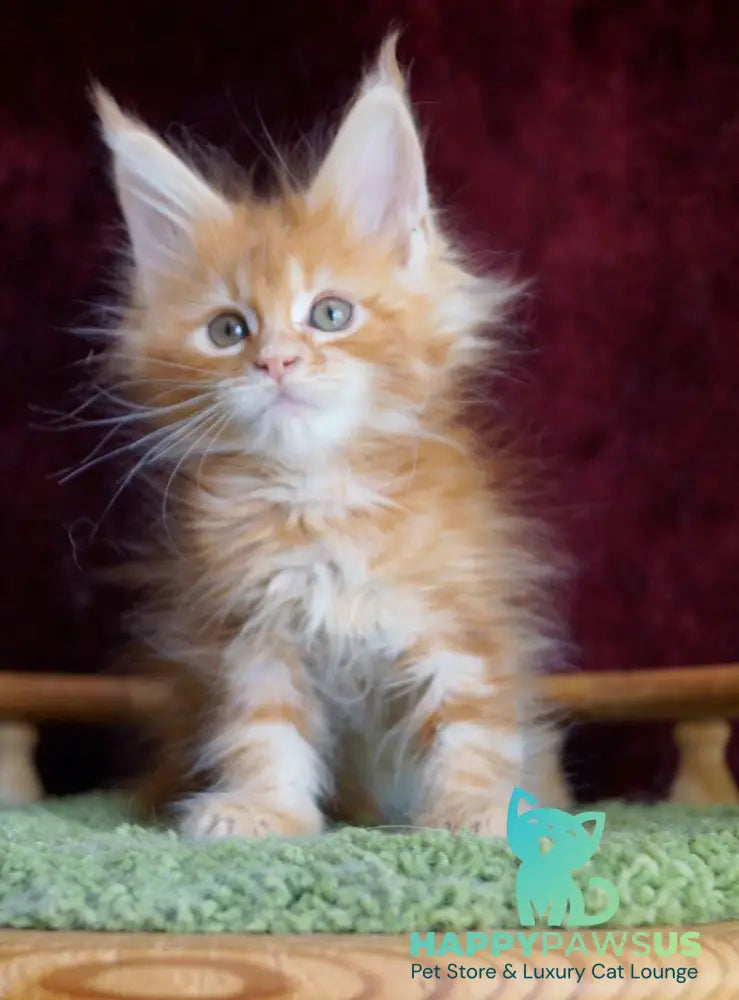 Orlenok Maine Coon male red silver tabby - live animals