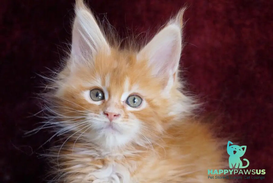 Orlenok Maine Coon male red silver tabby - live animals