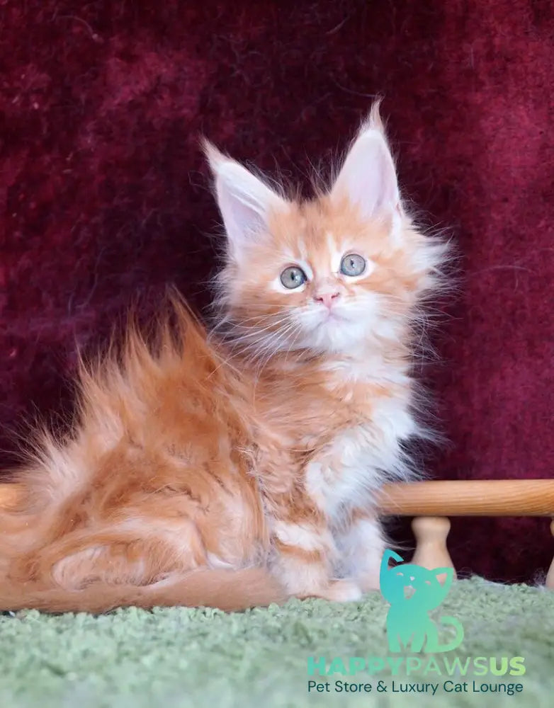 Orlenok Maine Coon male red silver tabby - live animals