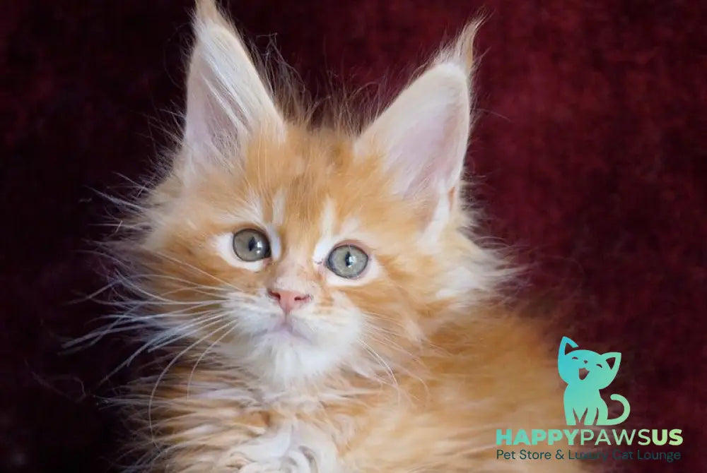 Orlenok Maine Coon male red silver tabby - live animals