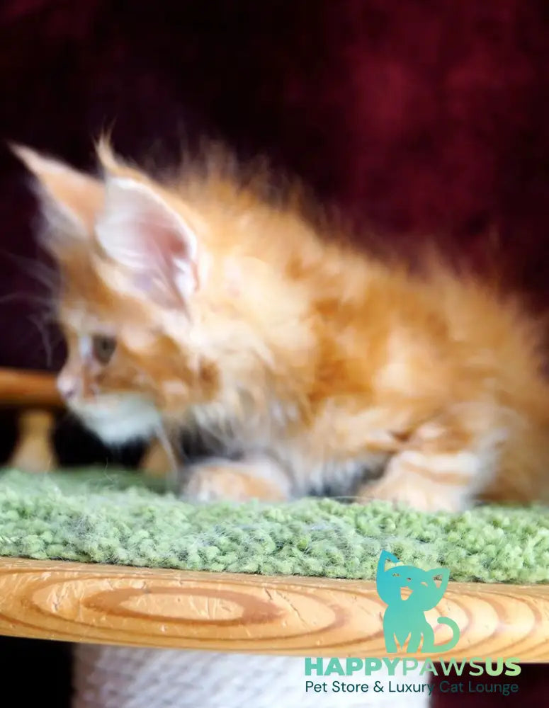Orlenok Maine Coon male red silver tabby - live animals