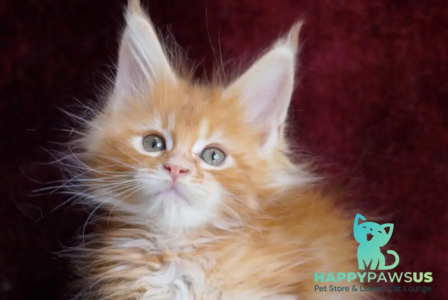 Orlenok Maine Coon male red silver tabby - live animals