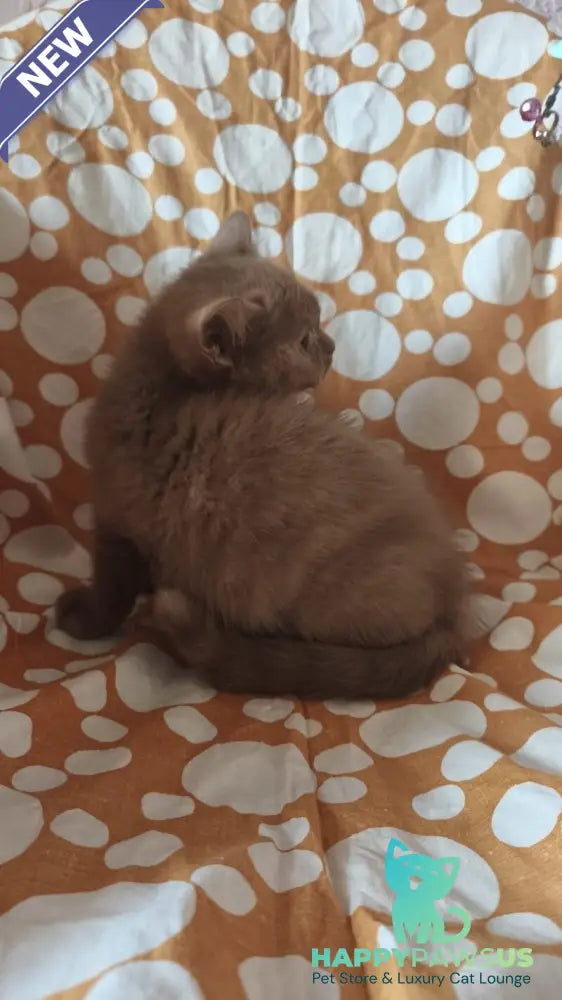 Orletta British Shorthair female cinnamon tortie - live animals