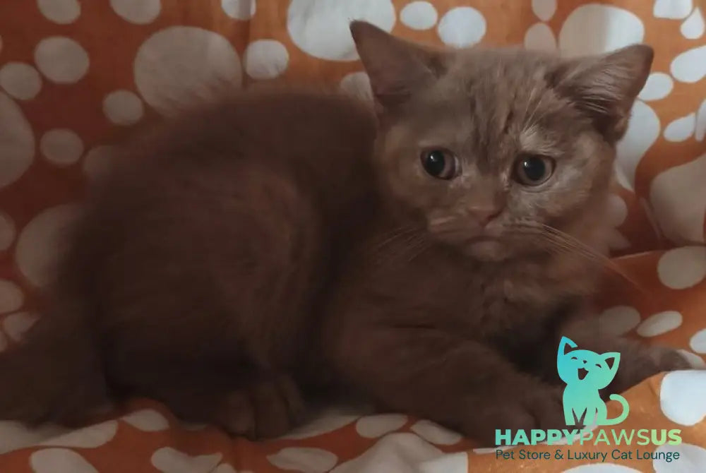 Orletta British Shorthair female cinnamon tortie - live animals