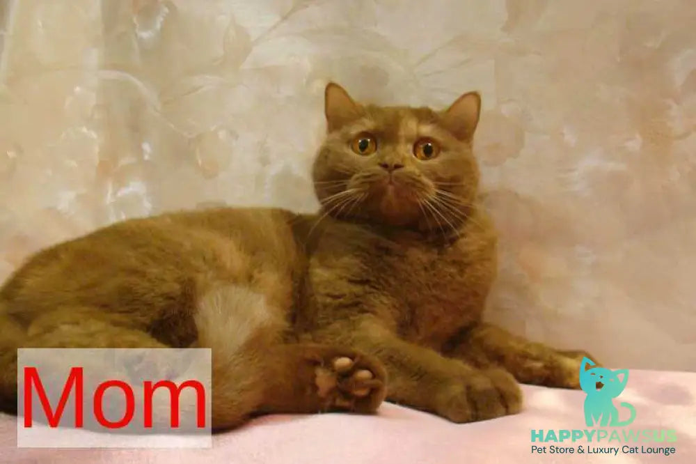 Orletta British Shorthair female cinnamon tortie - live animals