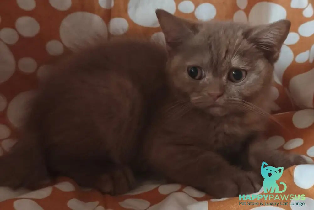 Orletta British Shorthair female cinnamon tortie - live animals