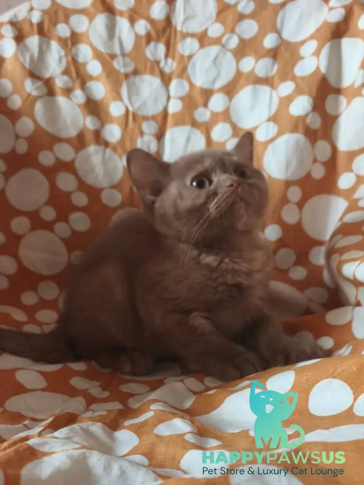 Orletta British Shorthair female cinnamon tortie - live animals