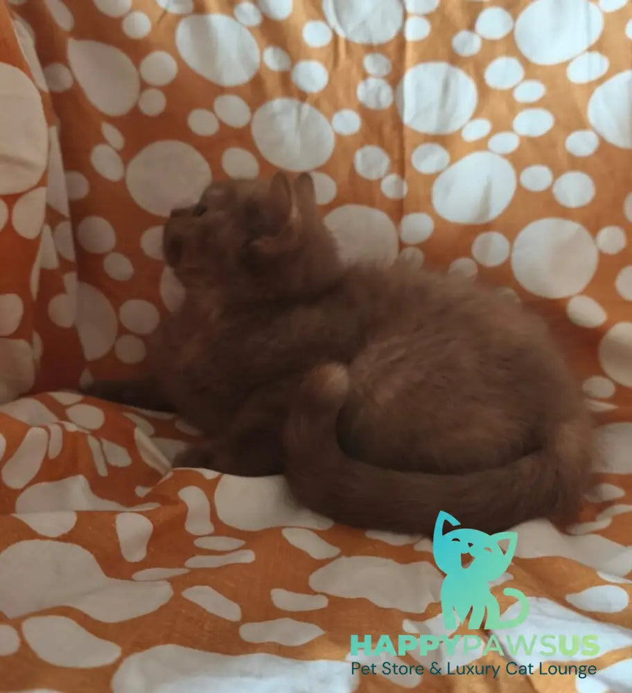 Orletta British Shorthair female cinnamon tortie - live animals