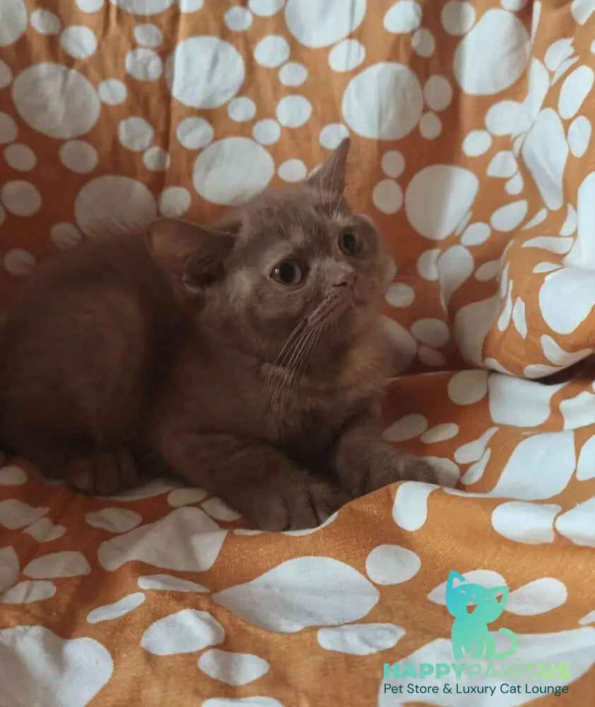 Orletta British Shorthair female cinnamon tortie - live animals