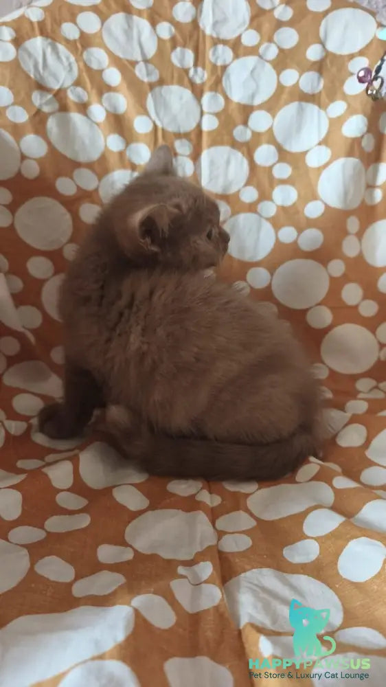 Orletta British Shorthair female cinnamon tortie - live animals