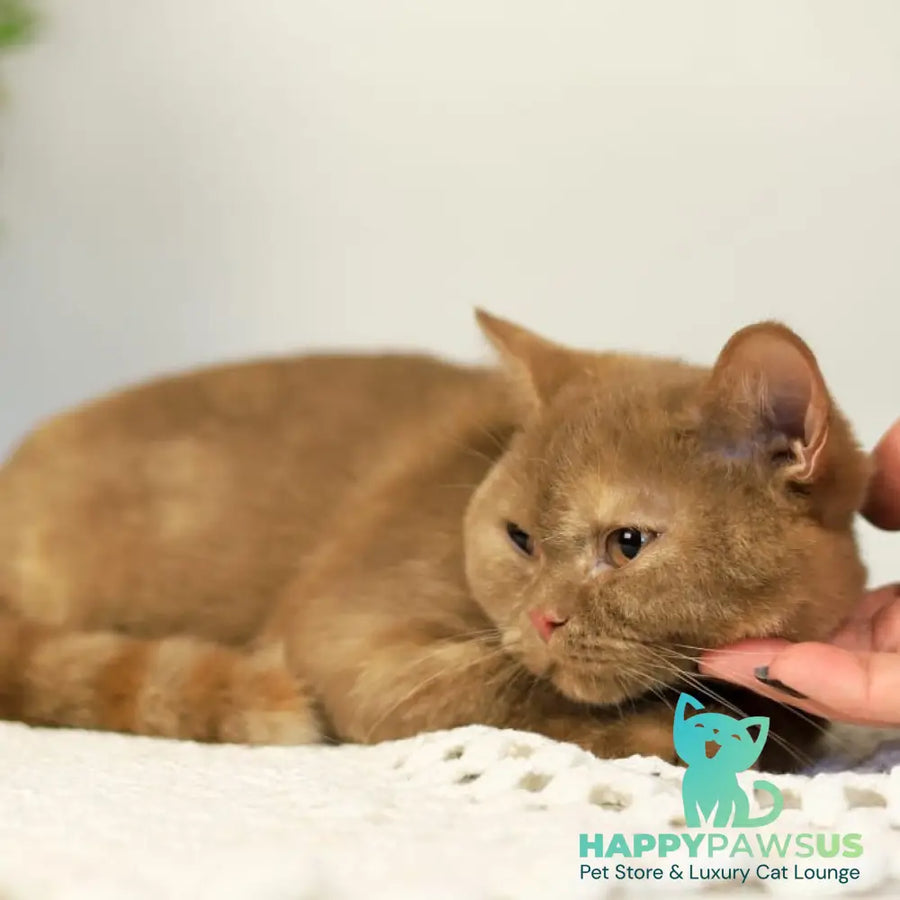 Orletta British Shorthair female cinnamon tortie - live animals